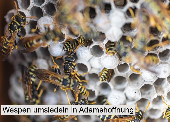Wespen umsiedeln in Adamshoffnung